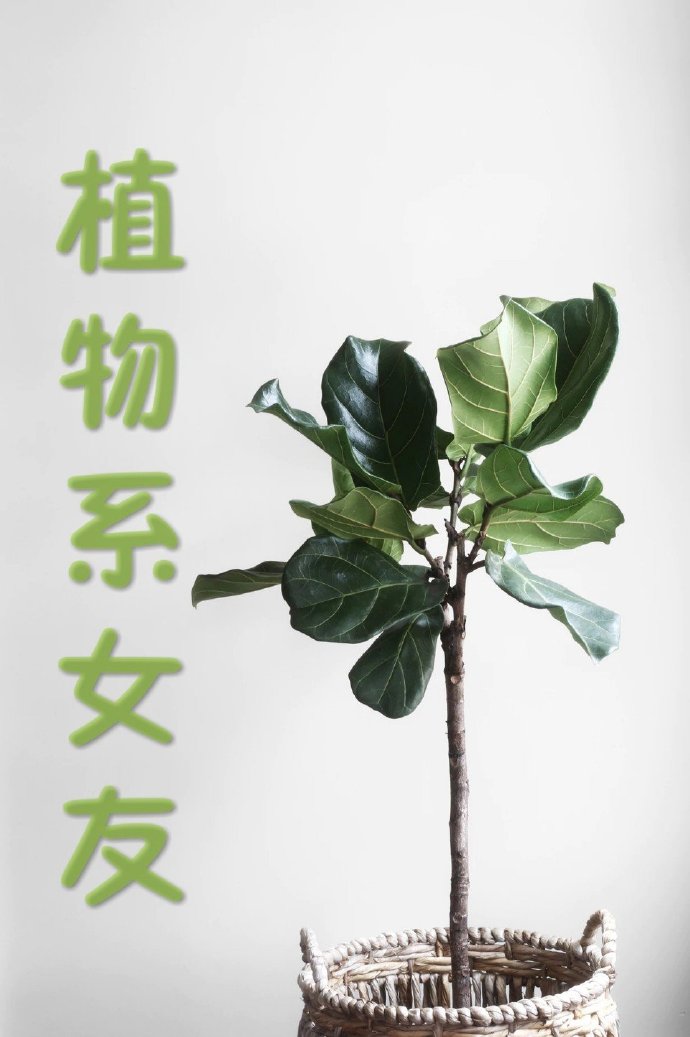 [综英美]植物系女友